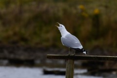 Herring Gull, Adwick Washlands.