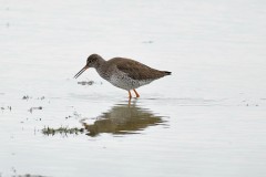 Redshank, Adwick Washlands.