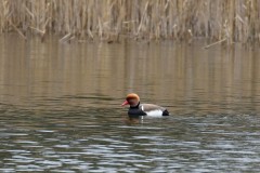 Red-crested Pochard, Lound.