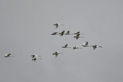 Whooper-Swan-2-Edit-scaled