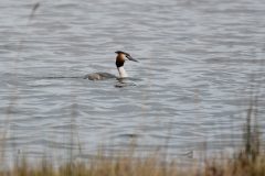 Great Crested Grebe, Lound.