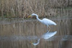 Great White Egret, Lound.