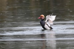 Red-crested Pochard, Lound.