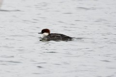 Smew-14-Edit