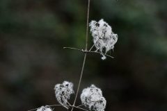 Clematis vitalbe - Old man's beard, Potteric Carr.