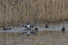 Gadwall, Potteric Carr.