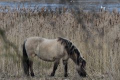 Konik Pony, Potteric Carr.