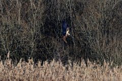 Marsh Harrier, Potteric Carr.