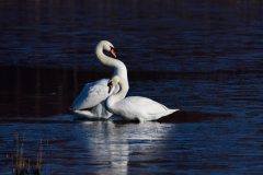 Mute Swan, Potteric Carr.