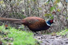 Pheasant, Potteric Carr.