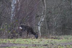 Roe Deer, Potteric Carr.