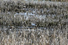 Common Snipe, Potteric Carr.