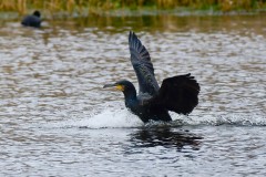 Cormorant, Potteric Carr.