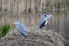 Heron, Potteric Carr.