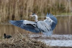 Heron, Potteric Carr.