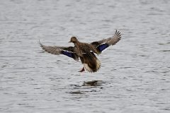 Mallard, Potteric Carr.