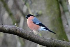 Bullfinch, RSPB Old Moor.