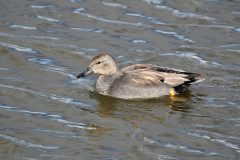 Gadwall, RSPB Old Moor.