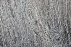 Kingfisher, RSPB Old Moor.