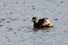 Little Grebe, RSPB Old Moor.