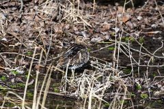 Snipe, RSPB Old Moor.