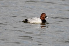 Pochard, RSPB Old Moor.