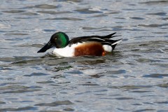 Shoveler, RSPB Old Moor.