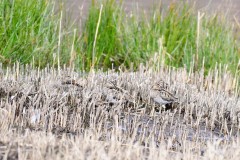 Common Snipe, Potteric Carr.