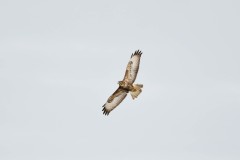 Marsh Harrier, Potteric Carr.