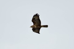 Marsh Harrier, Potteric Carr.