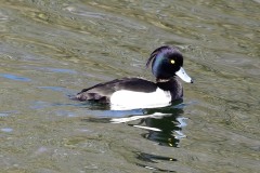 Tufted Duck, Lound.