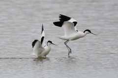 Avocet, Blacktoft Sands RSPB.