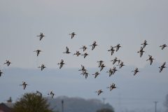 Black-tailed Godwit, Blacktoft Sands RSPB.