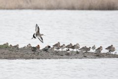 Black-tailed Godwit, Blacktoft Sands RSPB.