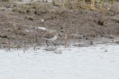 Dunlin, Blacktoft Sands RSPB.