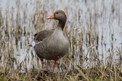 Greylag, Blacktoft Sands RSPB.