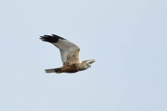 Marsh Harrier, Blacktoft Sands RSPB.