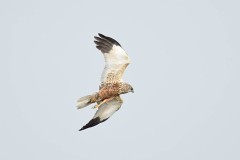 Marsh Harrier, Blacktoft Sands RSPB.