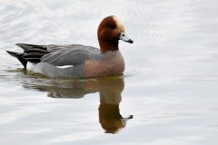 Wigeon, Blacktoft Sands RSPB.