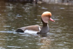 Red-crested-Pochard-20