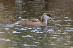 Red-crested Pochard, Lound.