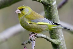 Greenfinch, RSPB Old Moor.