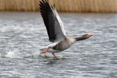 Greylag, RSPB Old Moor.