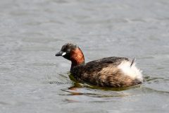 Little Grebe, RSPB Old Moor.