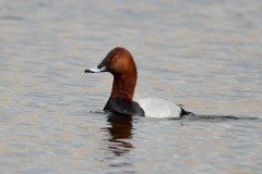 Pochard, RSPB Old Moor.