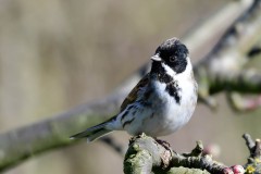 Reed Bunting, RSPB Old Moor.