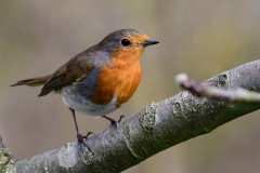 Robin, RSPB Old Moor.