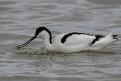 Avocet, RSPB Adwick Washlands.