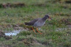 Redshank, RSPB Adwick Washlands.