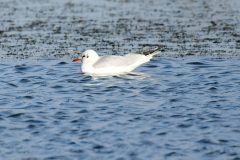 Black-headed Gull, Adwick Washlands.